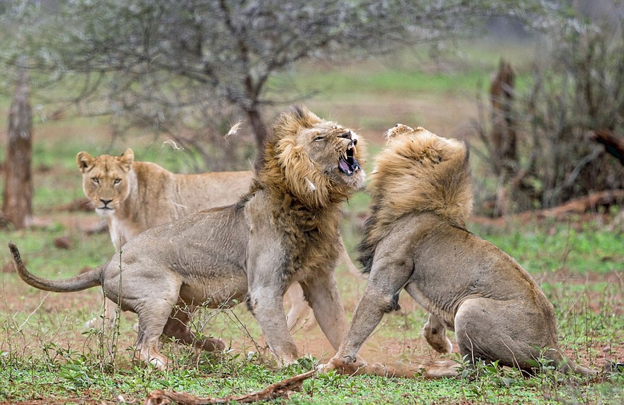 南非两雄狮为争与雌狮约会激烈互殴