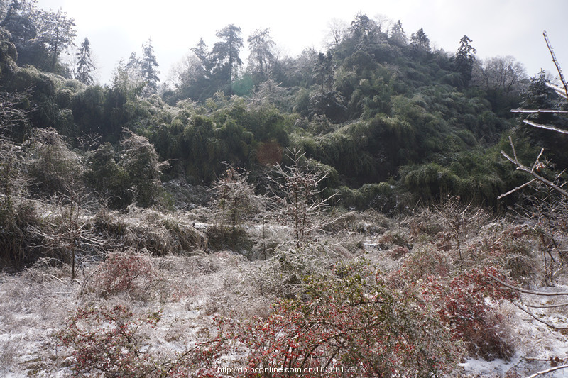 六龙山踏雪(12) 第12页