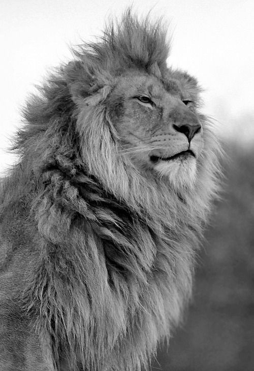 狮子黑白优秀摄影作品图片