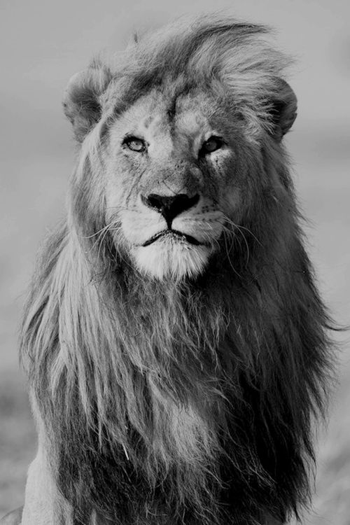 狮子黑白优秀摄影作品图片