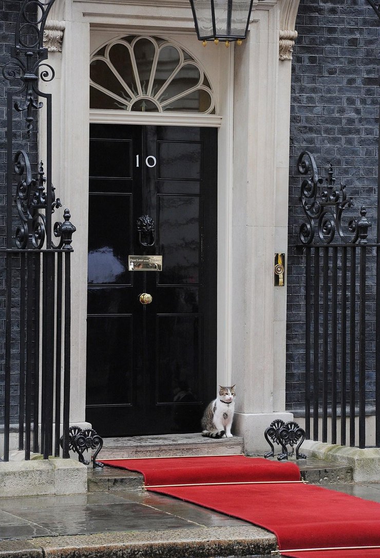 英国首相府换主人 "第一猫"继续留任(6) 第6页