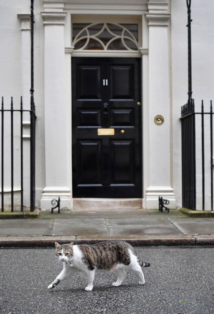 英国首相府换主人 "第一猫"继续留任(7) 第7页