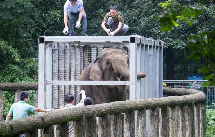 杭州：大象怀孕回娘家 动用吊车来搬运(2) 第2页
