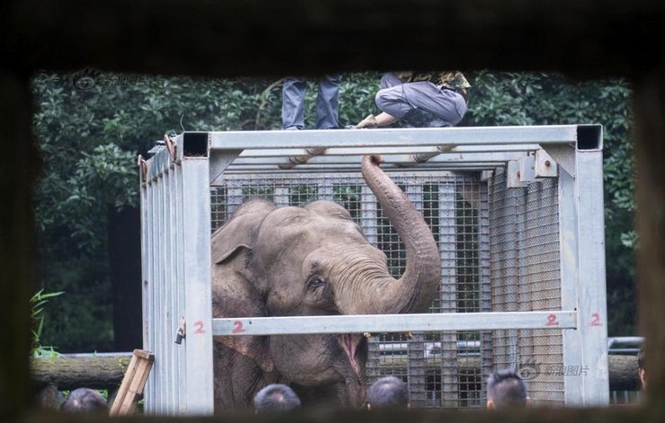 杭州：大象怀孕回娘家 动用吊车来搬运(5) 第5页