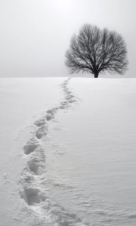 大雪覆盖下的轨迹自然风景诗意图片