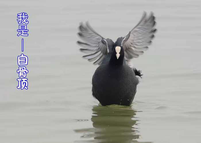 摄影师拍到一只黑色的大鸟，上网一查资料，乐坏了！ 第1页