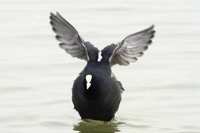摄影师拍到一只黑色的大鸟，上网一查资料，乐坏了！(4) 第4页