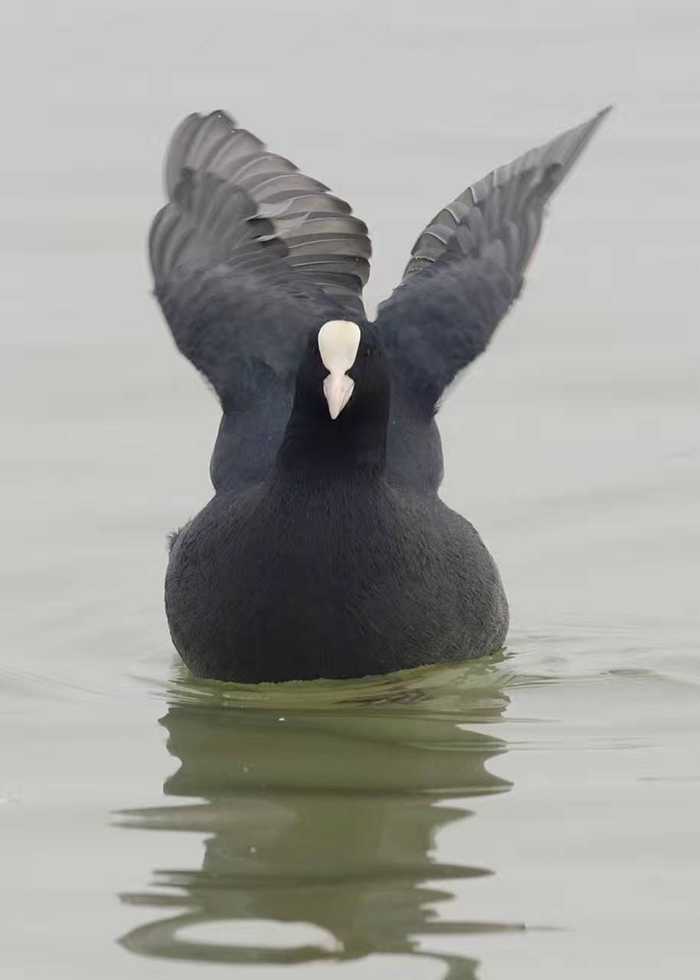 摄影师拍到一只黑色的大鸟，上网一查资料，乐坏了！(7) 第7页