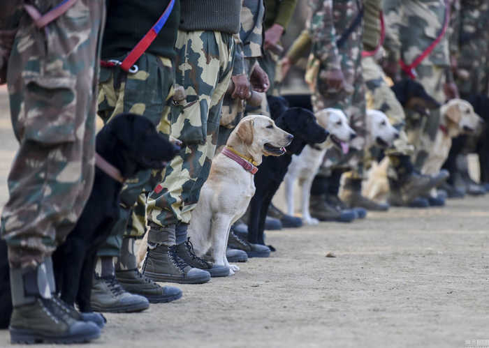 探访印度神犬养成基地，奶狗变军犬 第1页