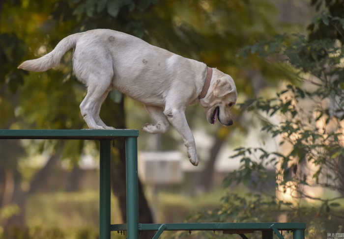 探访印度神犬养成基地，奶狗变军犬(2) 第2页