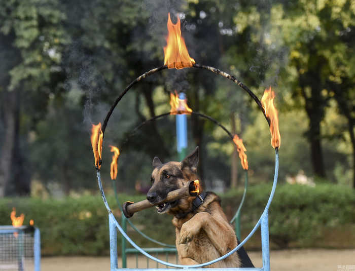 探访印度神犬养成基地，奶狗变军犬(3) 第3页