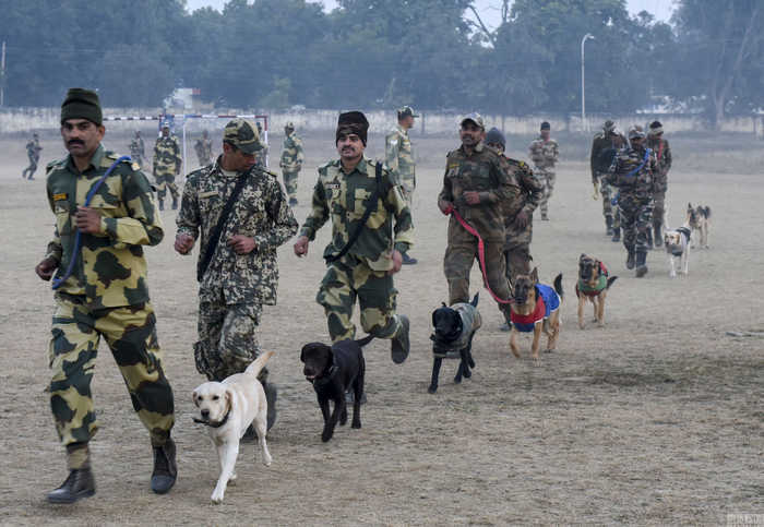 探访印度神犬养成基地，奶狗变军犬(6) 第6页