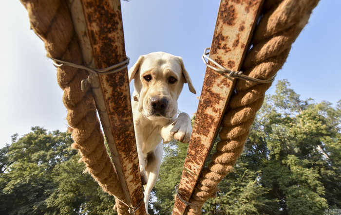 探访印度神犬养成基地，奶狗变军犬(7) 第7页