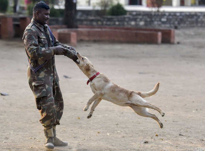 探访印度神犬养成基地，奶狗变军犬(8) 第8页