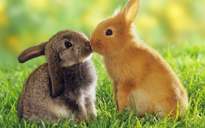 推荐这些可爱动物小兔子，不容错过！ 第1页