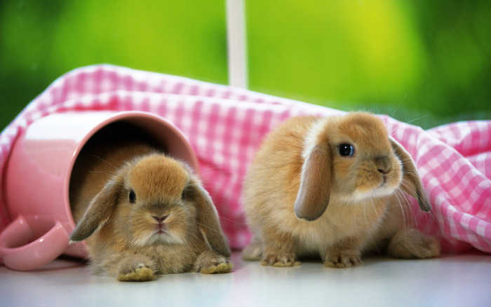 推荐这些可爱动物小兔子，不容错过！(4) 第4页