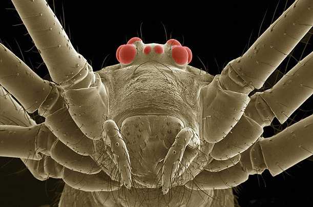 昆虫在高倍显微镜下就是怪兽，非常恐怖！ 第1页