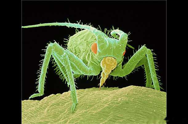 昆虫在高倍显微镜下就是怪兽，非常恐怖！(3) 第3页