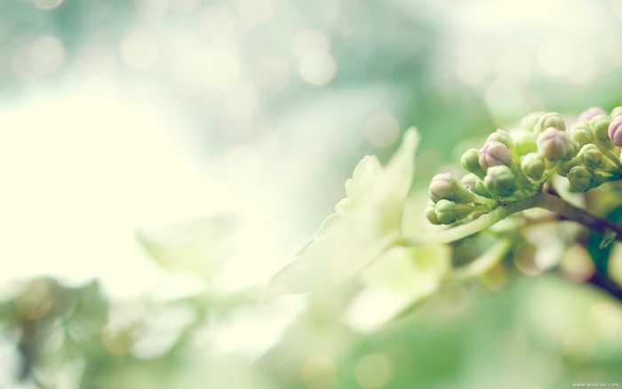 带你盘点那些唯美的的植物，一定要看！(10) 第10页