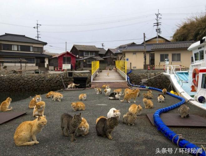 日本猫岛 泛滥成灾的喵星人 第1页