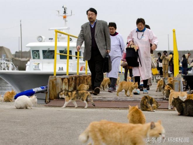 日本猫岛 泛滥成灾的喵星人(2) 第2页