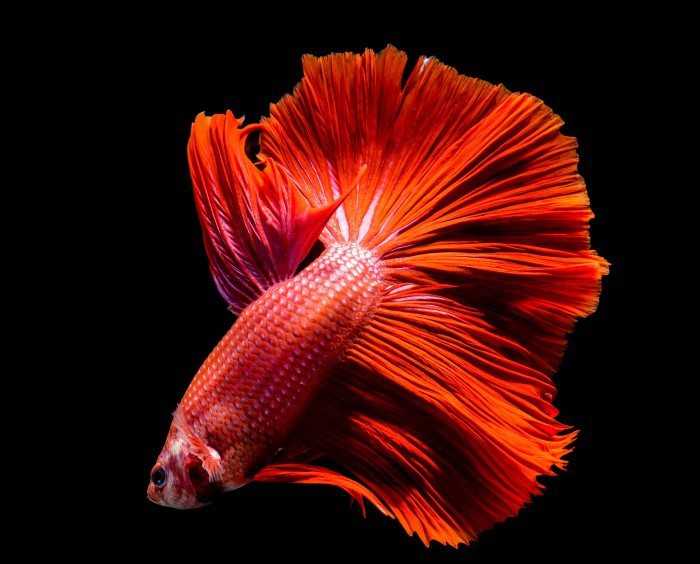 高清宠物图集:尾旗全开极为美丽的彩色金鱼