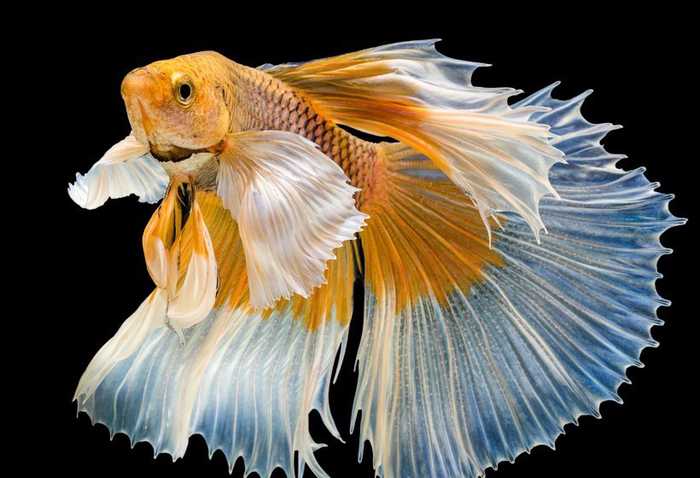 高清宠物图集:尾旗全开极为美丽的彩色金鱼