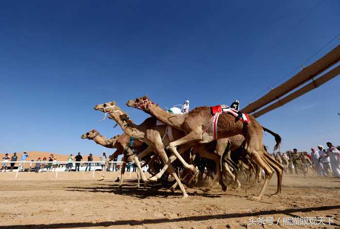 大开眼界！赛骆驼不稀奇，但是骑在骆驼上的是机器人，你见过吗？ 第1页