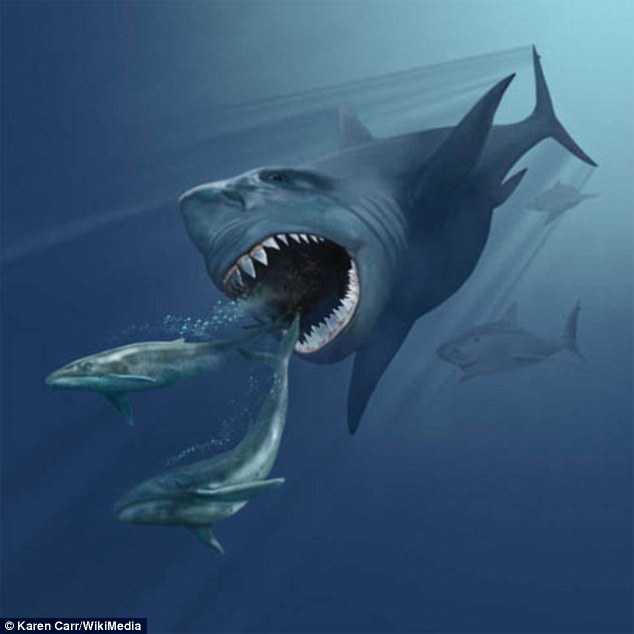 太挑食真是事儿，巨齿鲨，曾经世界上最大的鲨鱼就因为这个灭绝了 第1页