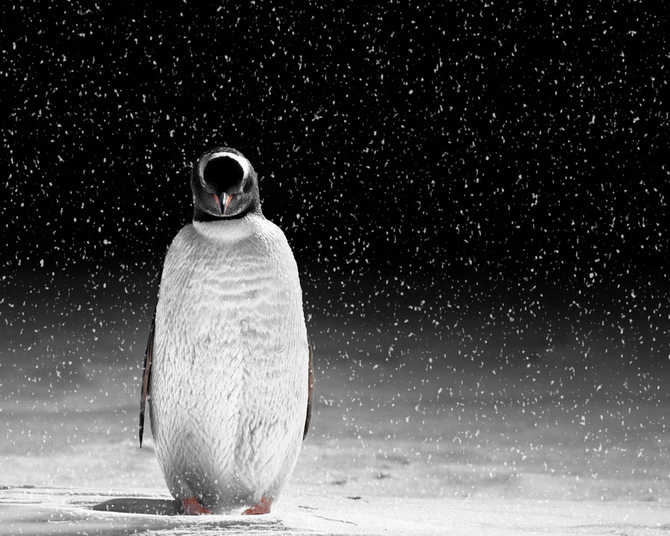 冰雪世界的守护者 图赏南极风光与企鹅 第1页