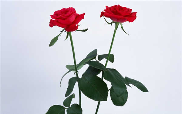 玫瑰花图片赏析 见证爱情之美 第1页