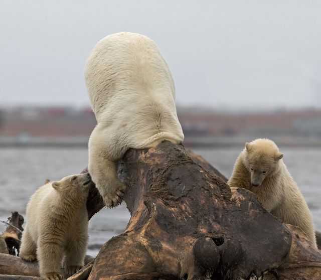 儿子给爸带就尴尬了！北极熊爸爸觅食头被卡在鲸鱼骨中 第1页