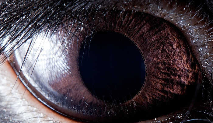 形色各异的动物眼球，展现给我们一个非同一般的视觉观感(4) 第4页