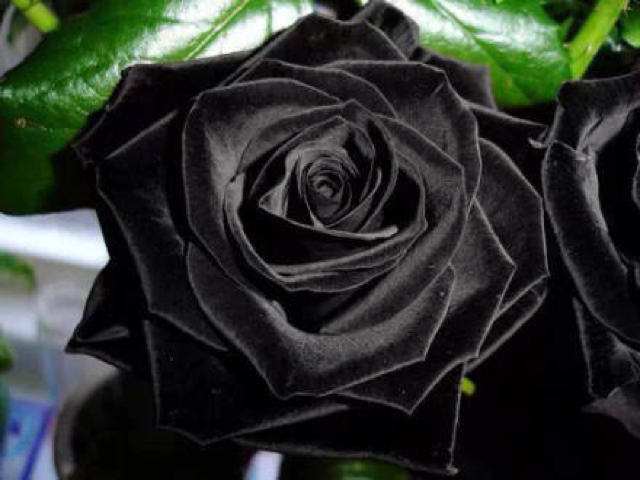 全世界最稀有的黑色玫瑰极罕见品种。它的花语是：你是恶魔，且为我所有 第1页