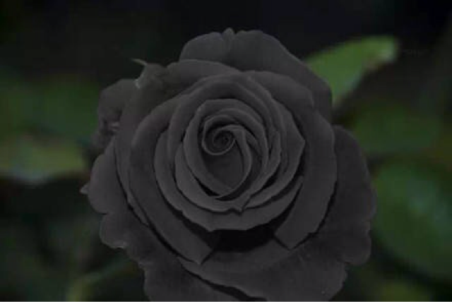 全世界最稀有的黑色玫瑰极罕见品种。它的花语是：你是恶魔，且为我所有(3) 第3页