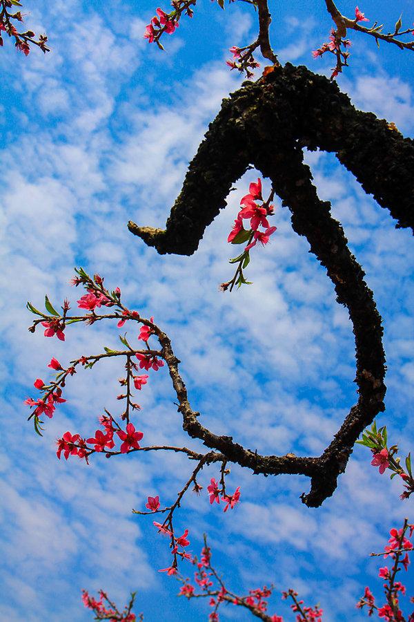 连平桃花正旺 第1页