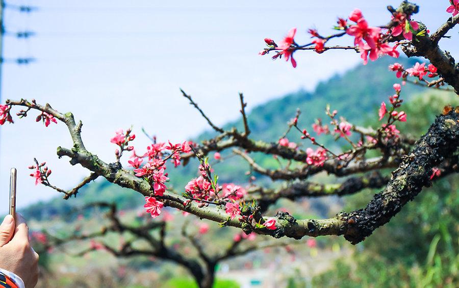 连平桃花正旺(2) 第2页