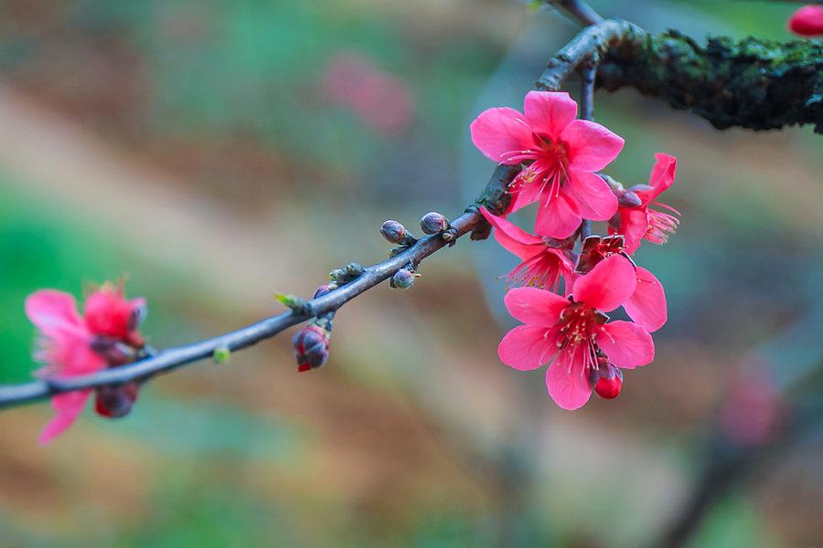 连平桃花正旺(3) 第3页