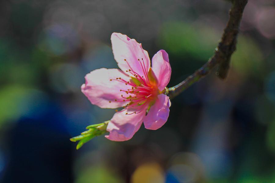 连平桃花正旺(8) 第8页