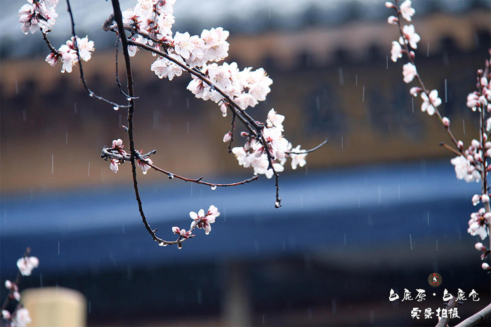 春雨与桃花交融 春雨时节白鹿仓美景不输江南 第1页