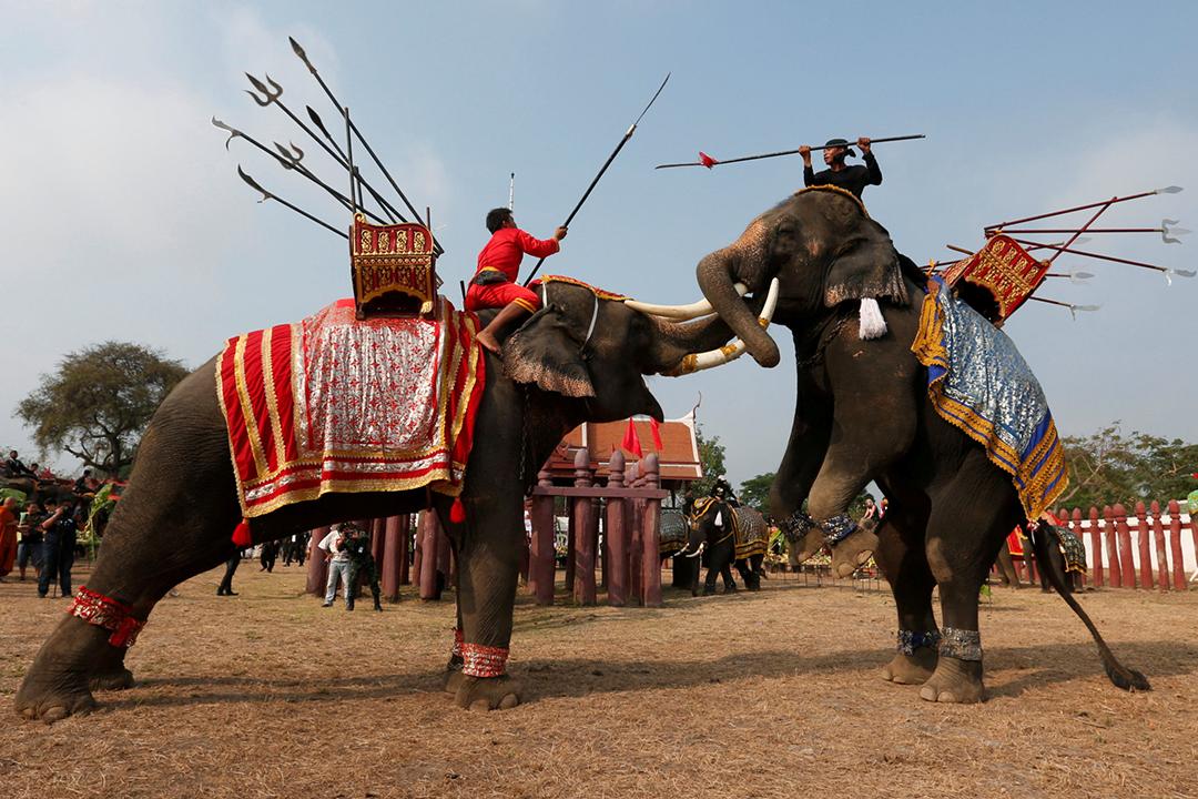 每年的3月13日是泰国国家大象日,全国各地给国宝大象们放一天的小假