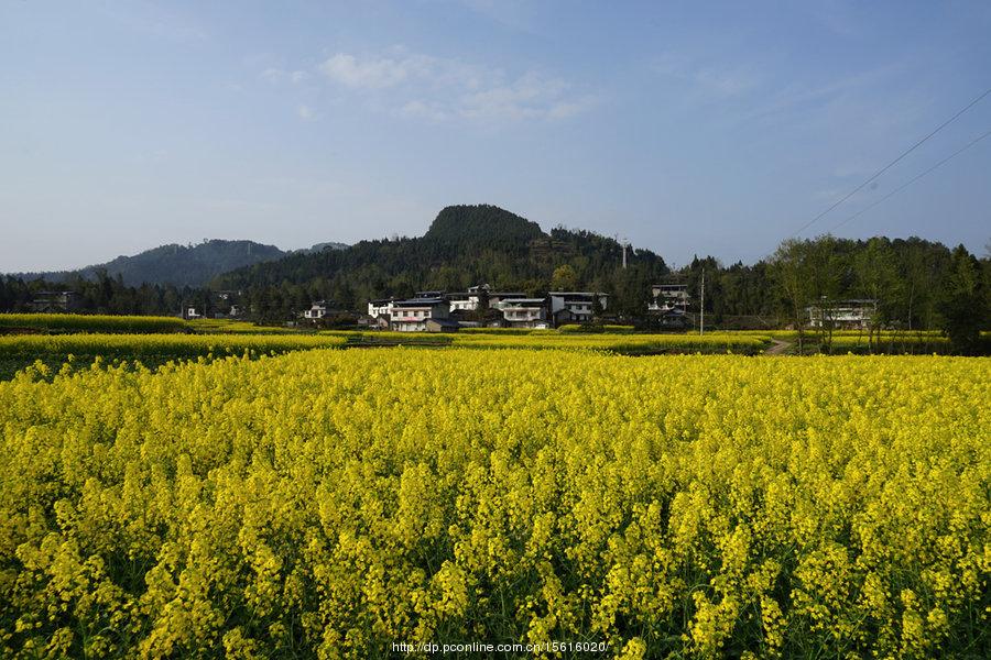 石城油菜花(4) 第4页