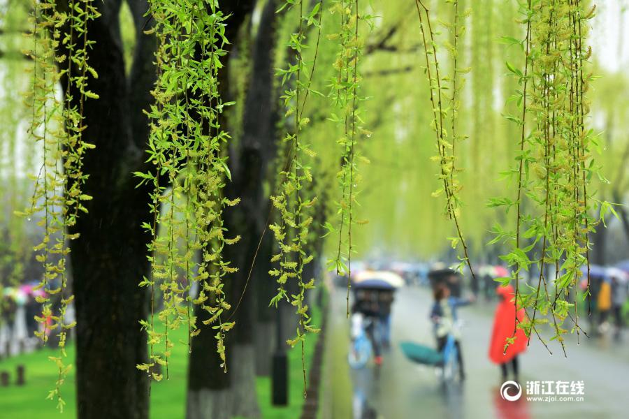 杭州春分将至杭城迟未入春 雨中西湖却春色盎然 第1页