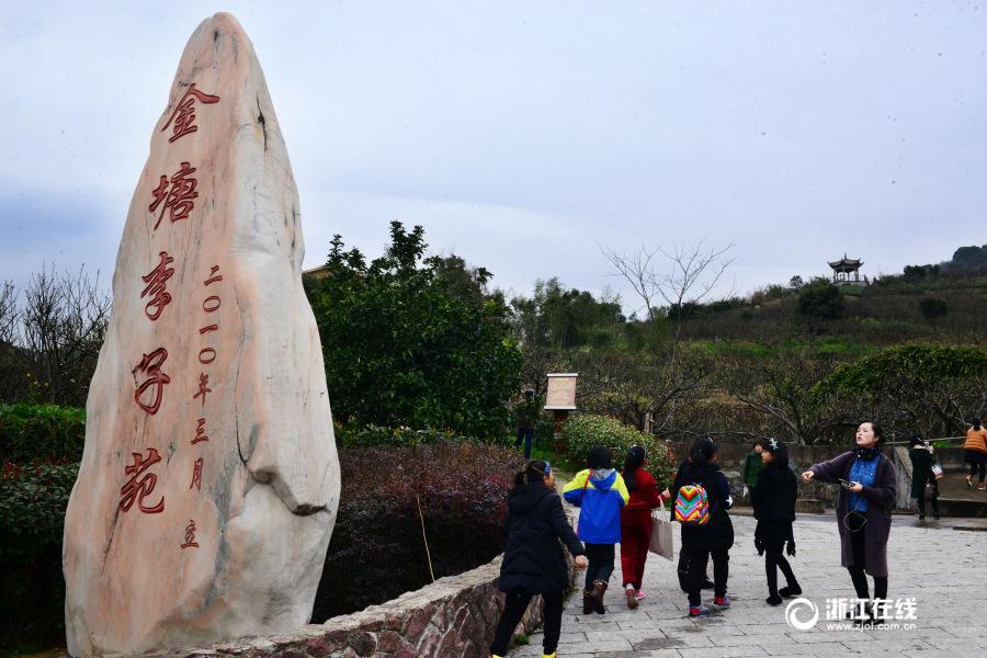 舟山三千多亩李花仍在含苞欲放中 赏花游客已经慕名而至(2) 第2页