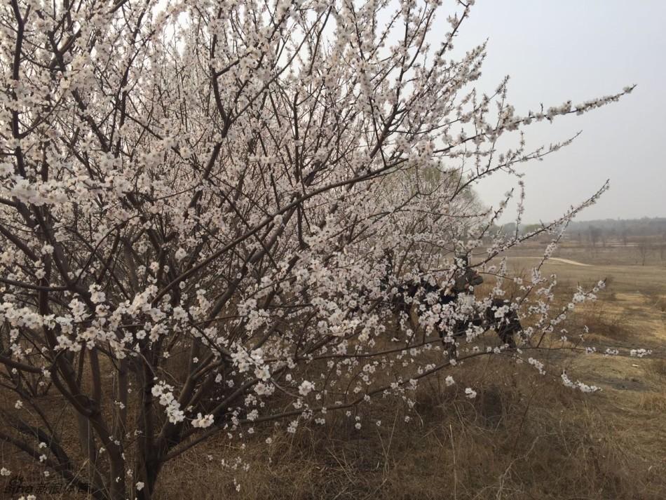 春日骑马赏花 马友齐聚永定河 第1页