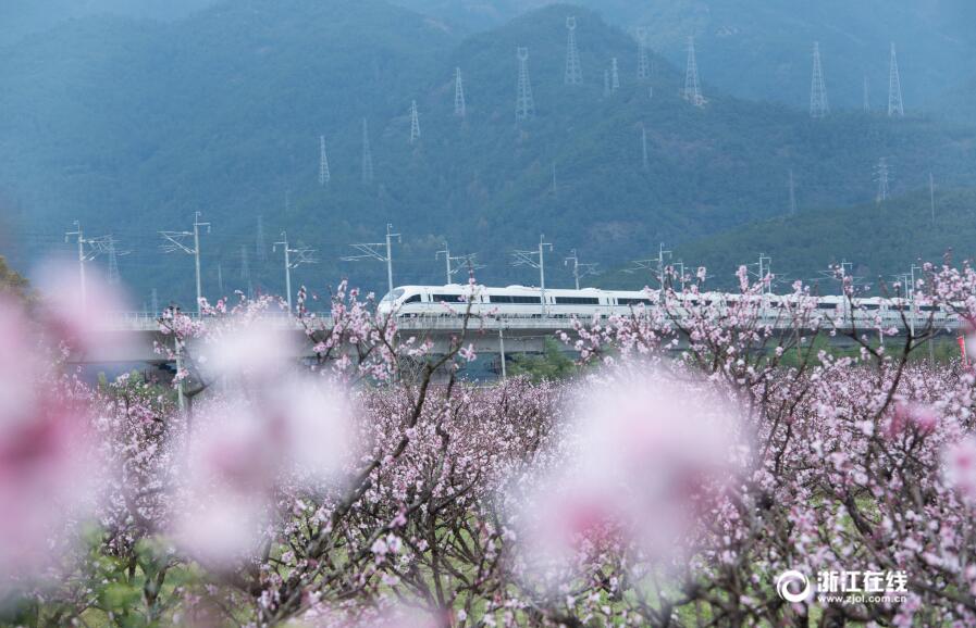 金丽温高铁沿线桃花、油菜花盛开 火车穿行其中美如画卷 第1页