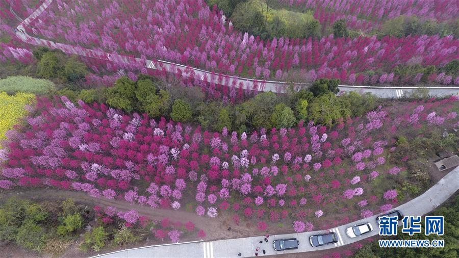 四川省德阳市中江县太安镇打造观赏桃花谷 拓宽山区致富路(4) 第4页