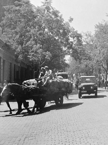 记忆哈尔滨：1970年代中央大街上的马车(5) 第5页