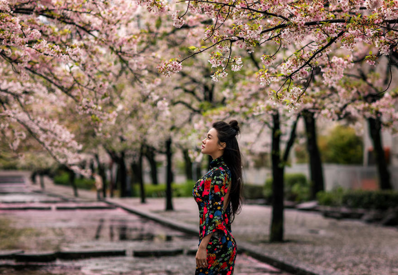 冉莹颖浪漫樱花写真 身穿旗袍大秀中国风(8) 第8页