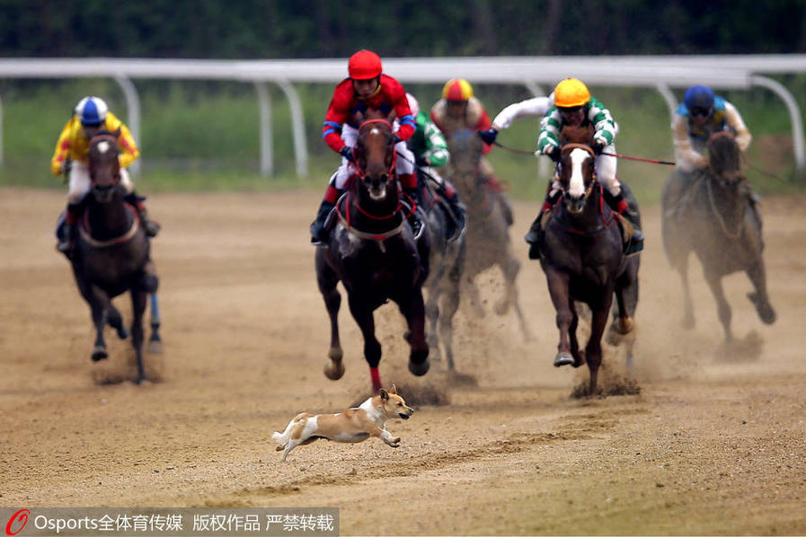 萌犬乱入赛马场 横穿“马”路仓皇逃生 第1页